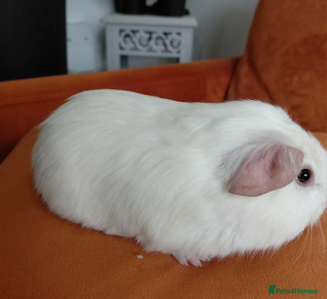 Guinea Pig rodents for sale: Assorted Pure breed baby Male guinea pigs - Advert 3