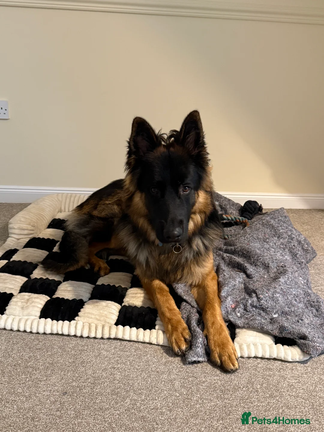 German Shepherd dogs for sale: Kylo, 8/9 Month GSD  - Advert 2