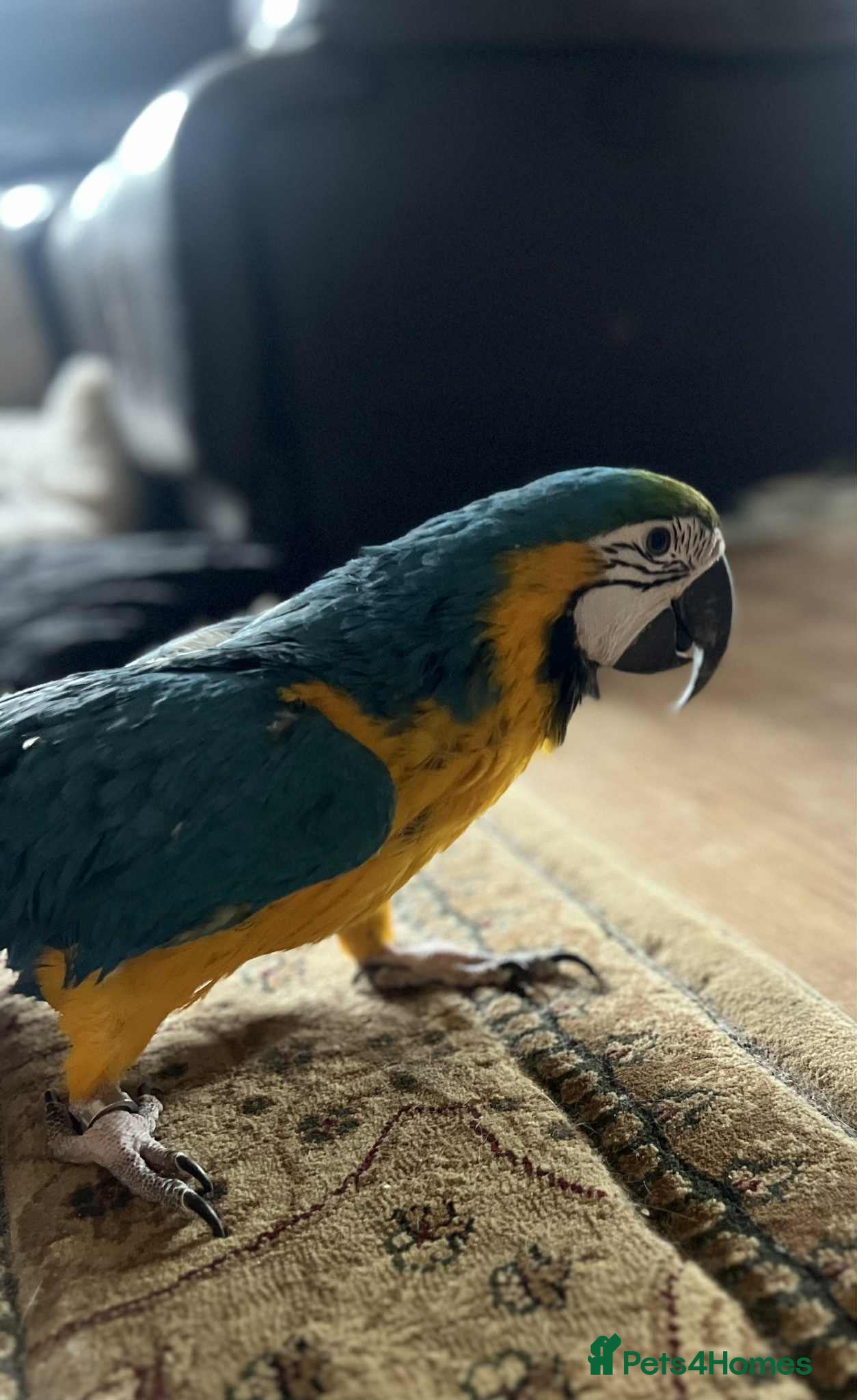 Parrots birds Blue and gold Macaw  - Advert 1