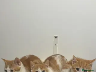 Mixed Breed cats X5 Ginger Kittens - Ready to leave! - Advert 1