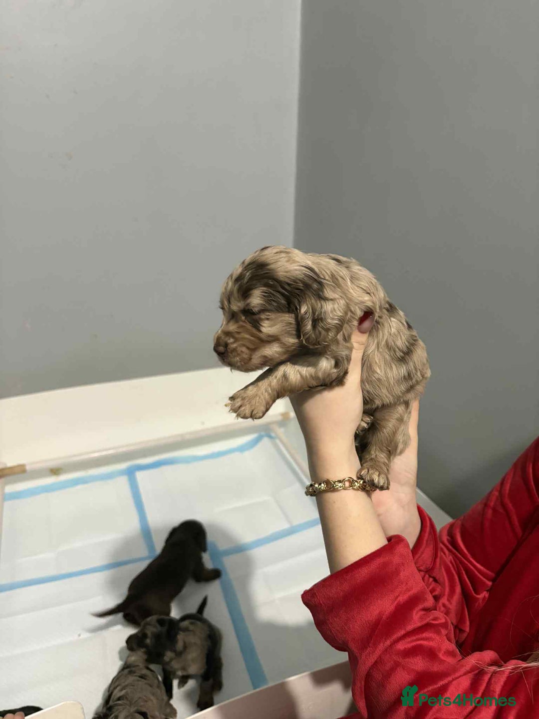 Cockapoo dogs for sale: 4 boy cockapoo puppies  - Advert 9