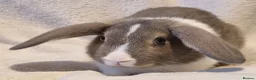Mixed Breed rabbits for sale: Approximately 10 week old Baby Boy Bunnies - Advert 2