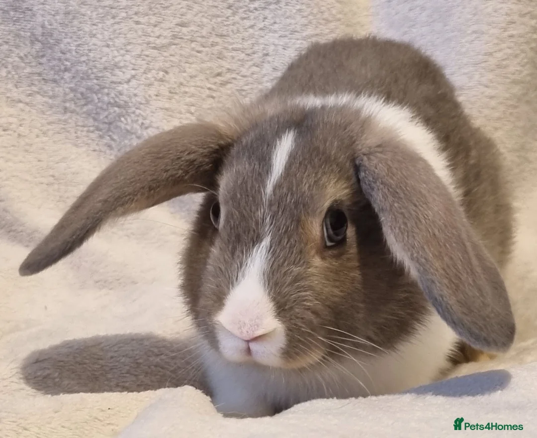 Mixed Breed rabbits for sale: Approximately 10 week old Baby Boy Bunnies - Advert 2