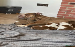 English Bulldog dogs for sale: KC girls  - Image 6