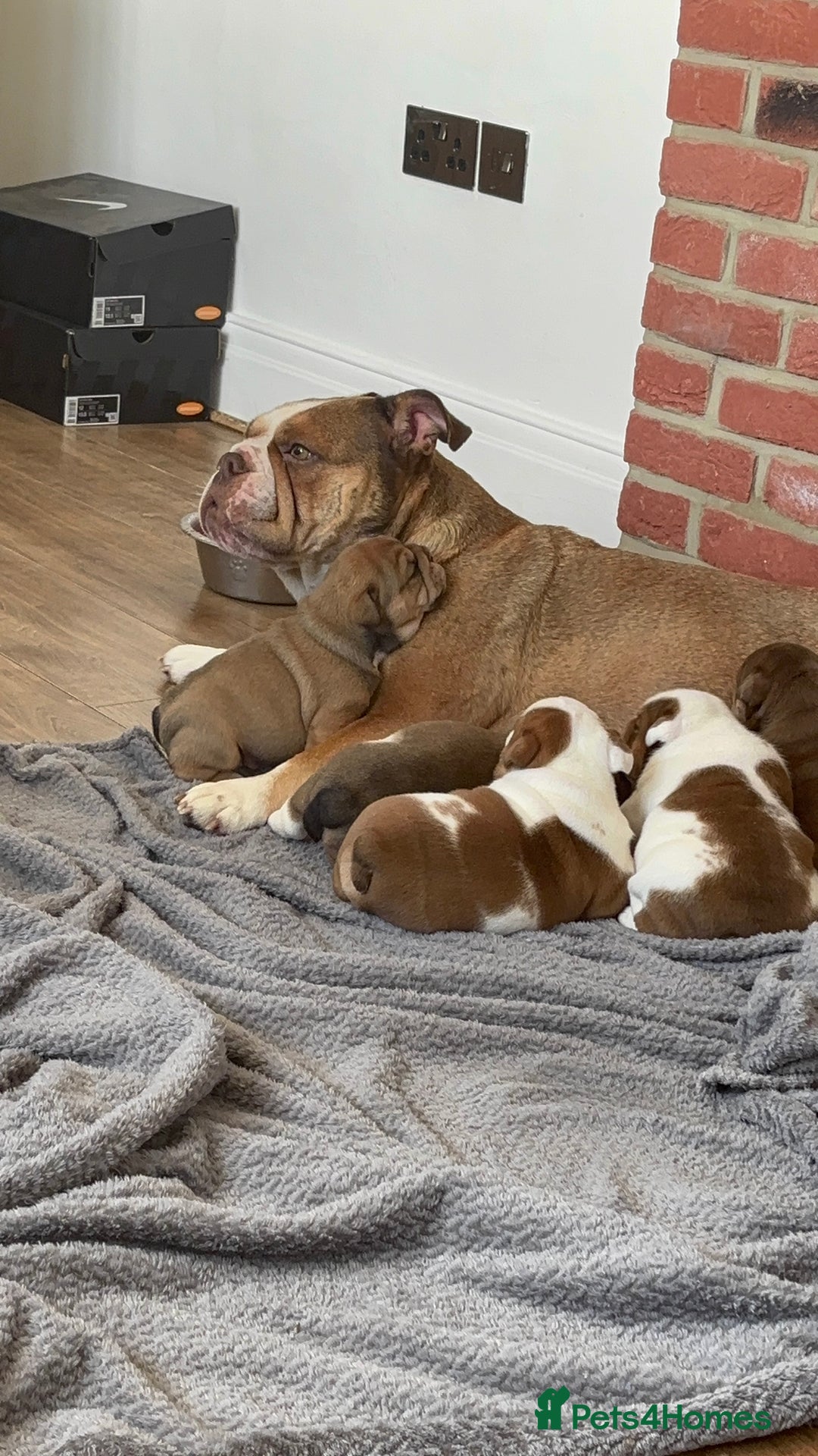 English Bulldog dogs for sale: KC girls  - Image 6