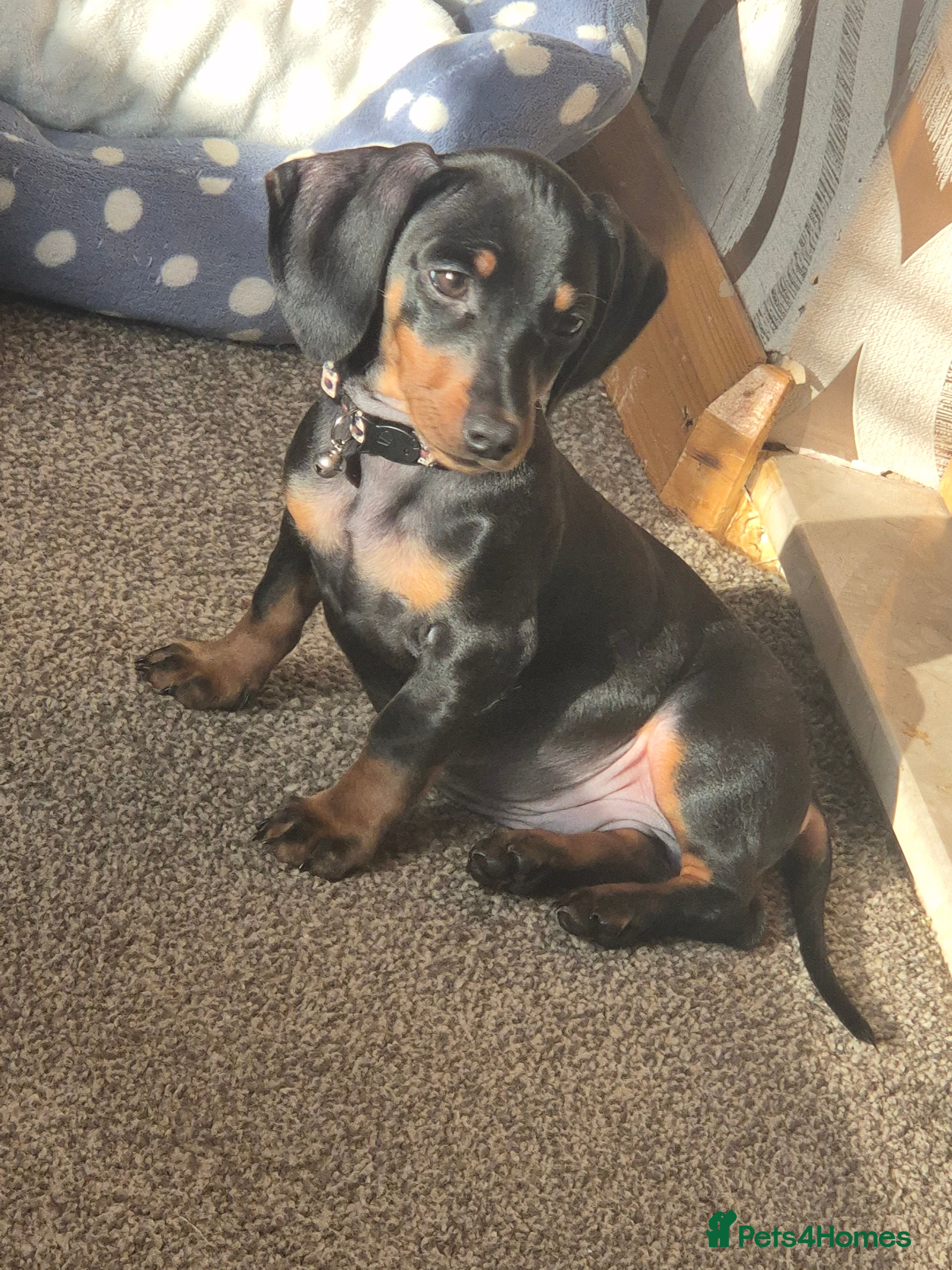 Miniature Dachshund dogs Miniature Dachshund  - Advert 1