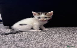 Mixed Breed cats for sale: Kittens Tabby & White with Tabby - Image 7