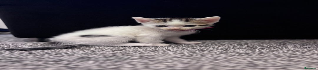 Mixed Breed Kitten 2