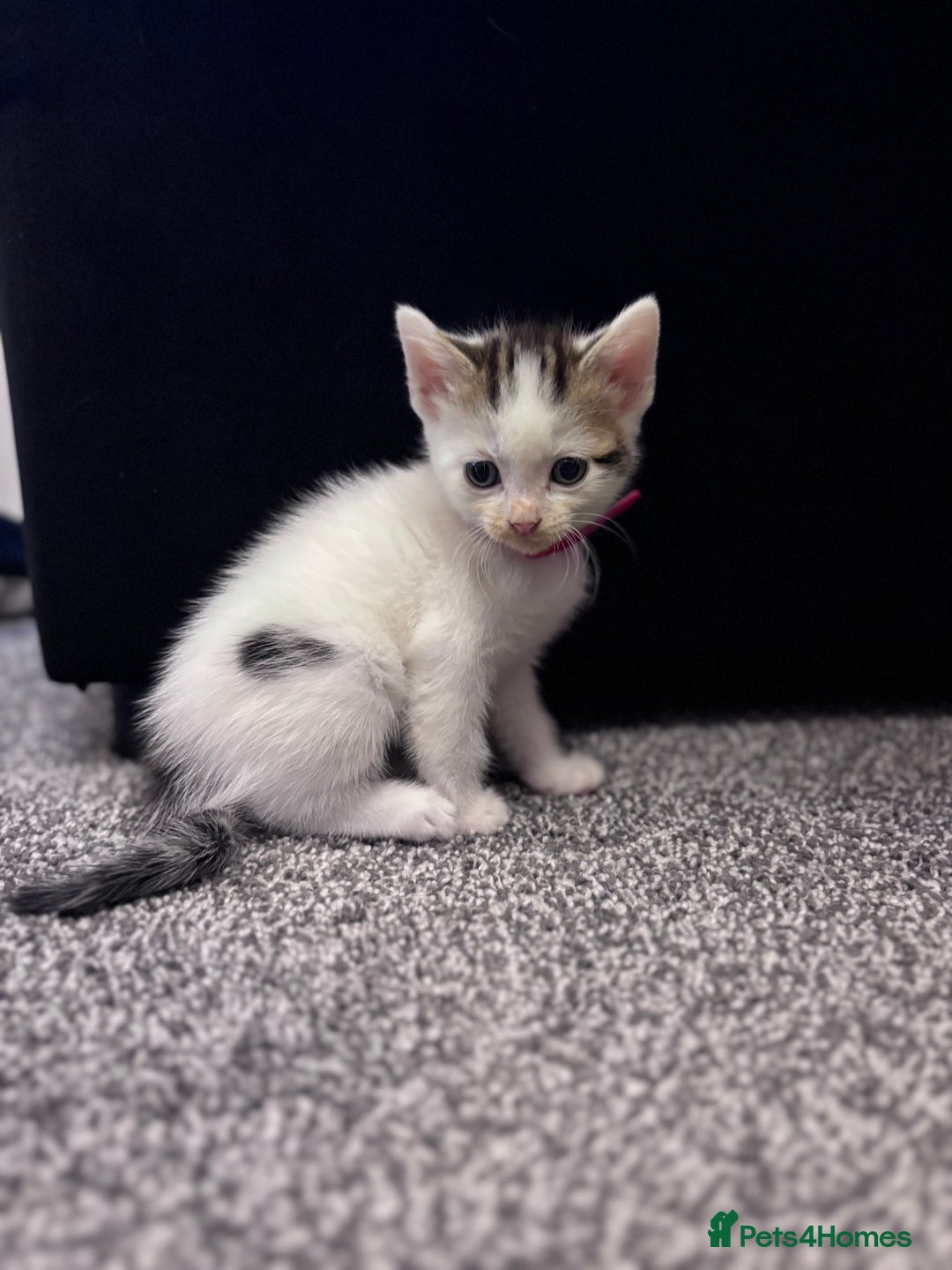 Mixed Breed cats for sale: Kittens Tabby & White with Tabby - Image 7