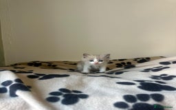 Ragdoll cats for sale: Mink ragdoll kittens - Image 10