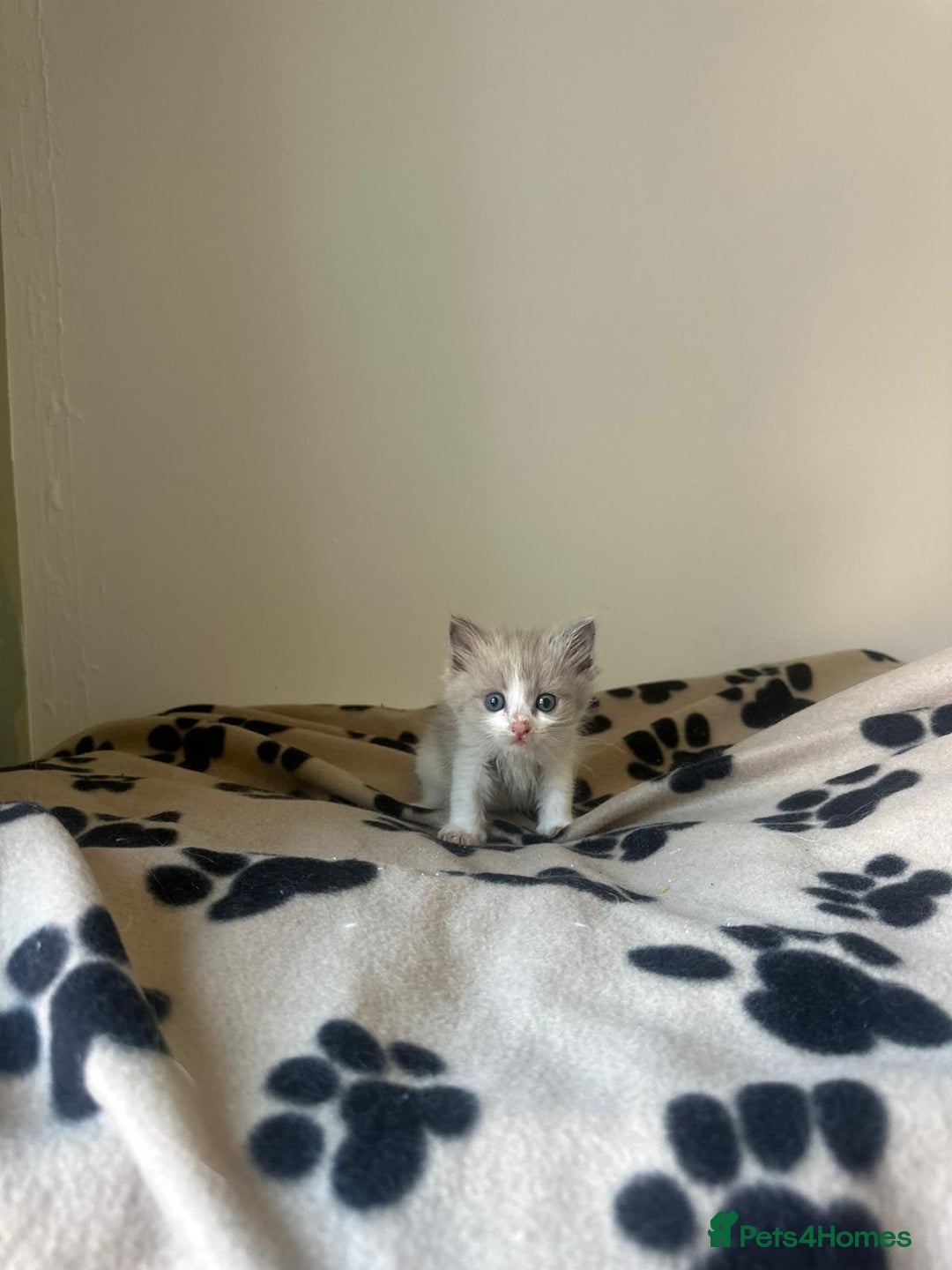 Ragdoll cats for sale: Mink ragdoll kittens - Image 10