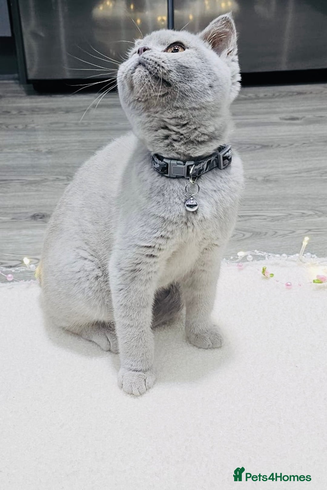 British Shorthair cats for sale: Beautiful Rare Fawn Lilac British Shorthair Girl! - Advert 9