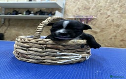 Staffordshire Bull Terrier dogs for sale: Staffordshire Bull Terrier Pups  - Image 5