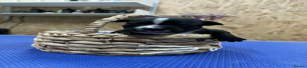 Staffordshire Bull Terrier Puppy 1