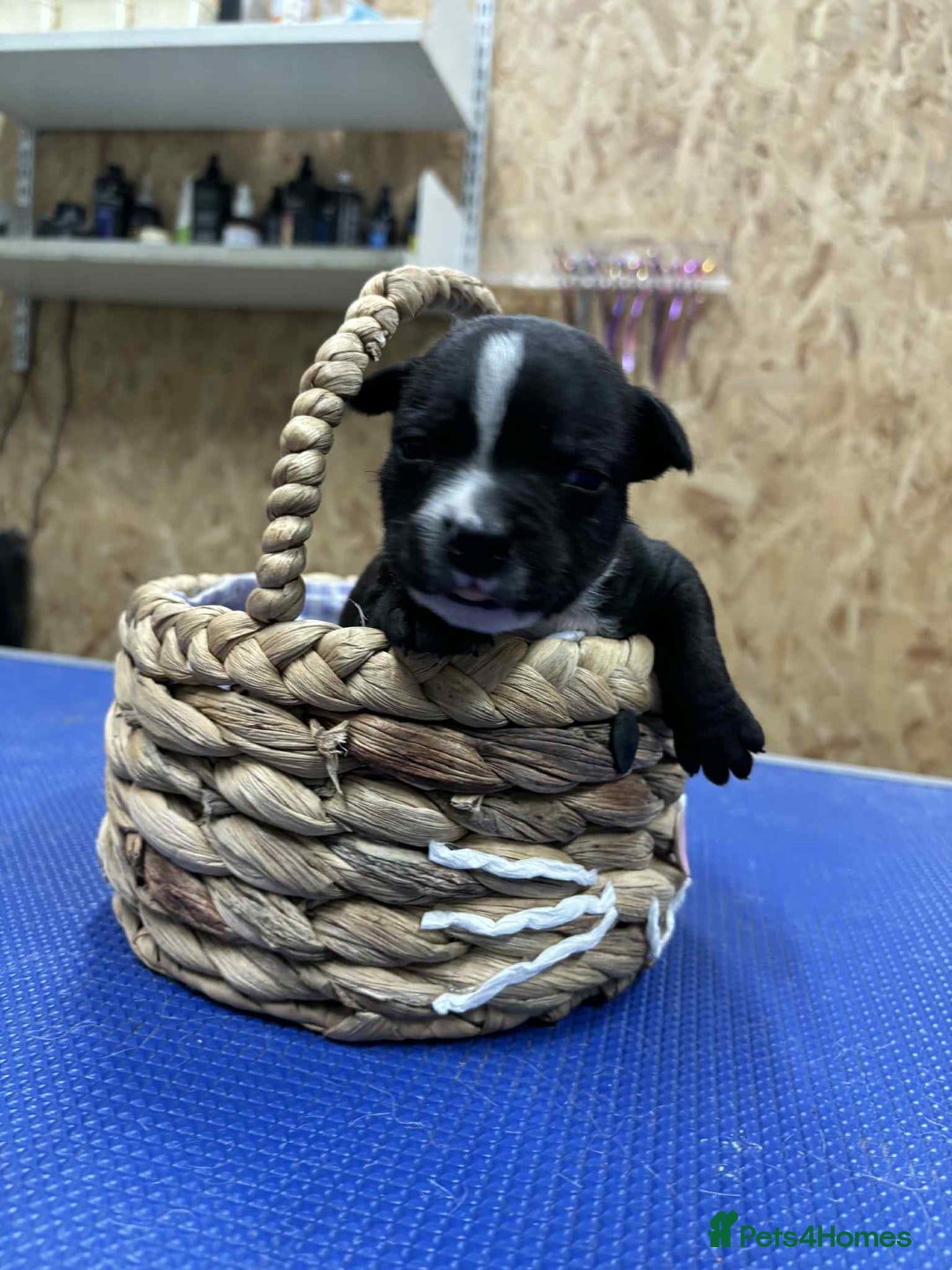 Staffordshire Bull Terrier dogs for sale: Staffordshire Bull Terrier Pups  - Image 5