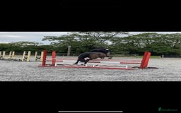 Irish Thoroughbred horses for sale: Second pony for games / hunting - Advert 5