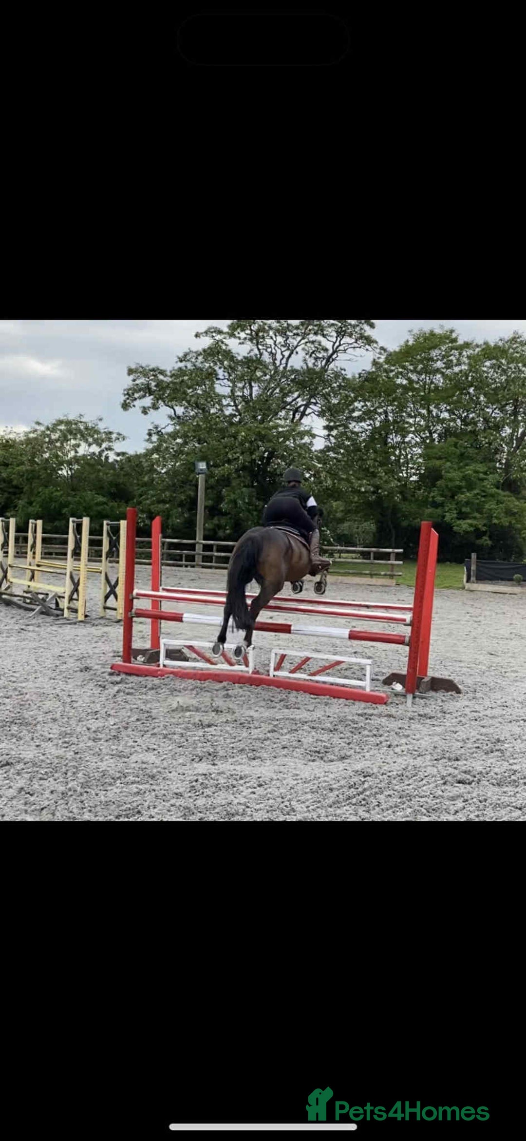 Irish Thoroughbred horses for sale: Second pony for games / hunting - Advert 5