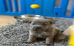 Mixed Breed dogs for sale: Ready to leave!! Staffy X Shar Pei puppies puppy - Image 18
