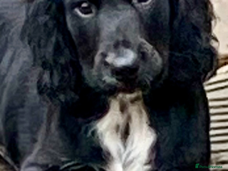 Sprocker dogs - Advert 5