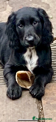 Sprocker dogs - Advert 6