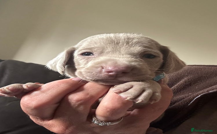 Weimaraner dogs - Advert 1