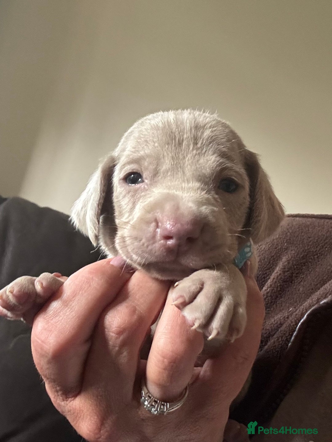 Weimaraner dogs for sale: Quality Weimaraner Puppies - Image 1