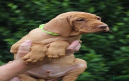 Hungarian Vizsla dogs for sale: All puppies now reserved/rehomed  - Image 5