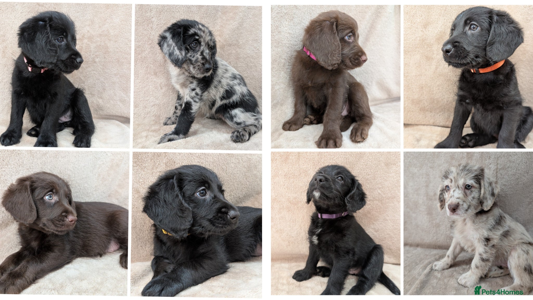 Labradoodle dogs Miniature Labradoodle Puppies  - Advert 1
