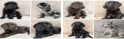 Labradoodle dogs for sale: Reduced - 2 girls left - Miniature Labradoodles - Advert 1