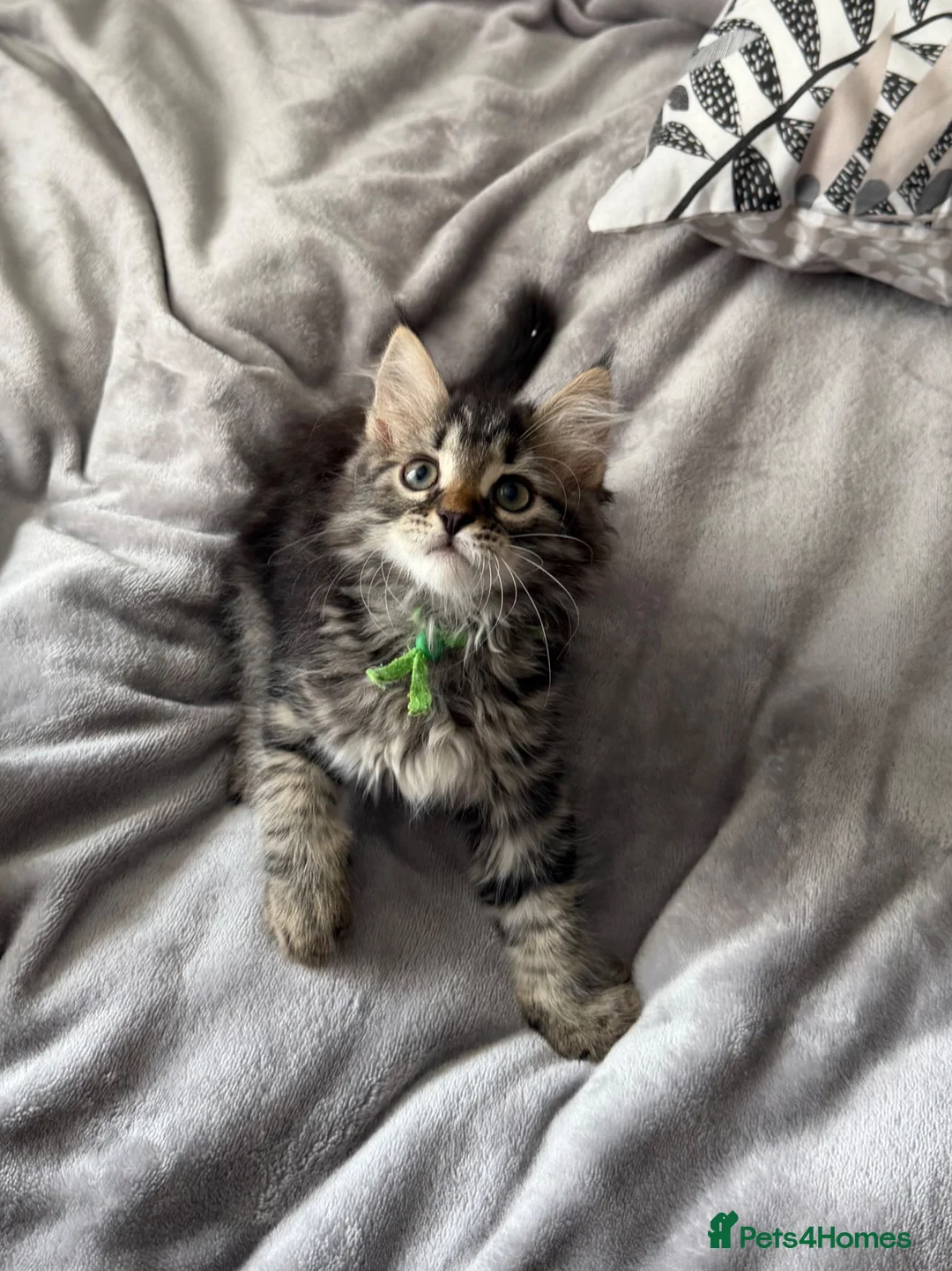 Siberian cats for sale: Hypoallergenic, fluffy beautiful healthy Siberians - Advert 9