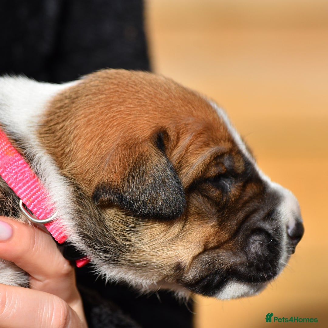 Belgian Shepherd Dog dogs for sale: Bullherders top working lines  - Image 17