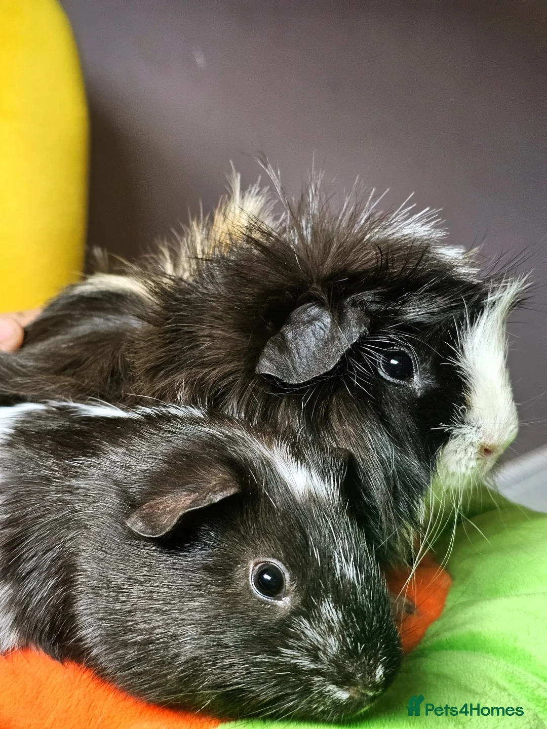 Guinea Pig rodents for sale: 2 Bonded Male Guinea Pigs looking for forever home - Advert 1