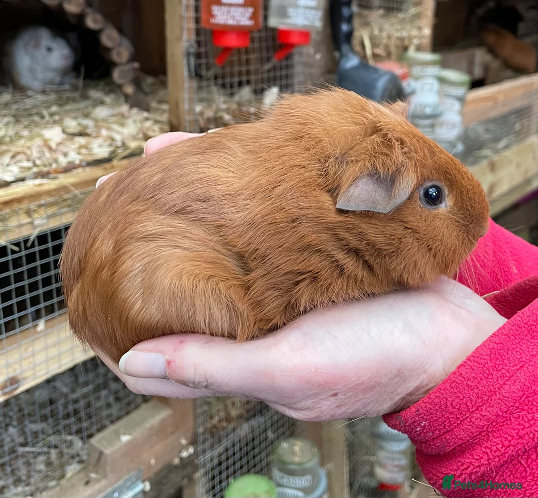 Guinea Pig rodents for sale: SWEET NATURED BABY GUINEA PIGS - Advert 8