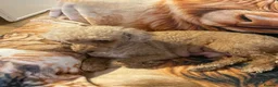 Cavapoo dogs for sale: BEAUTIFUL FULLY HT F1 Cavapoo’s choc carriers  - Advert 14