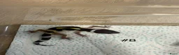 Leopard Gecko reptiles for sale: Baby leopard geckos - Advert 8