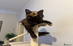 Mixed Breed cats for sale: 3 little girls - Image 10