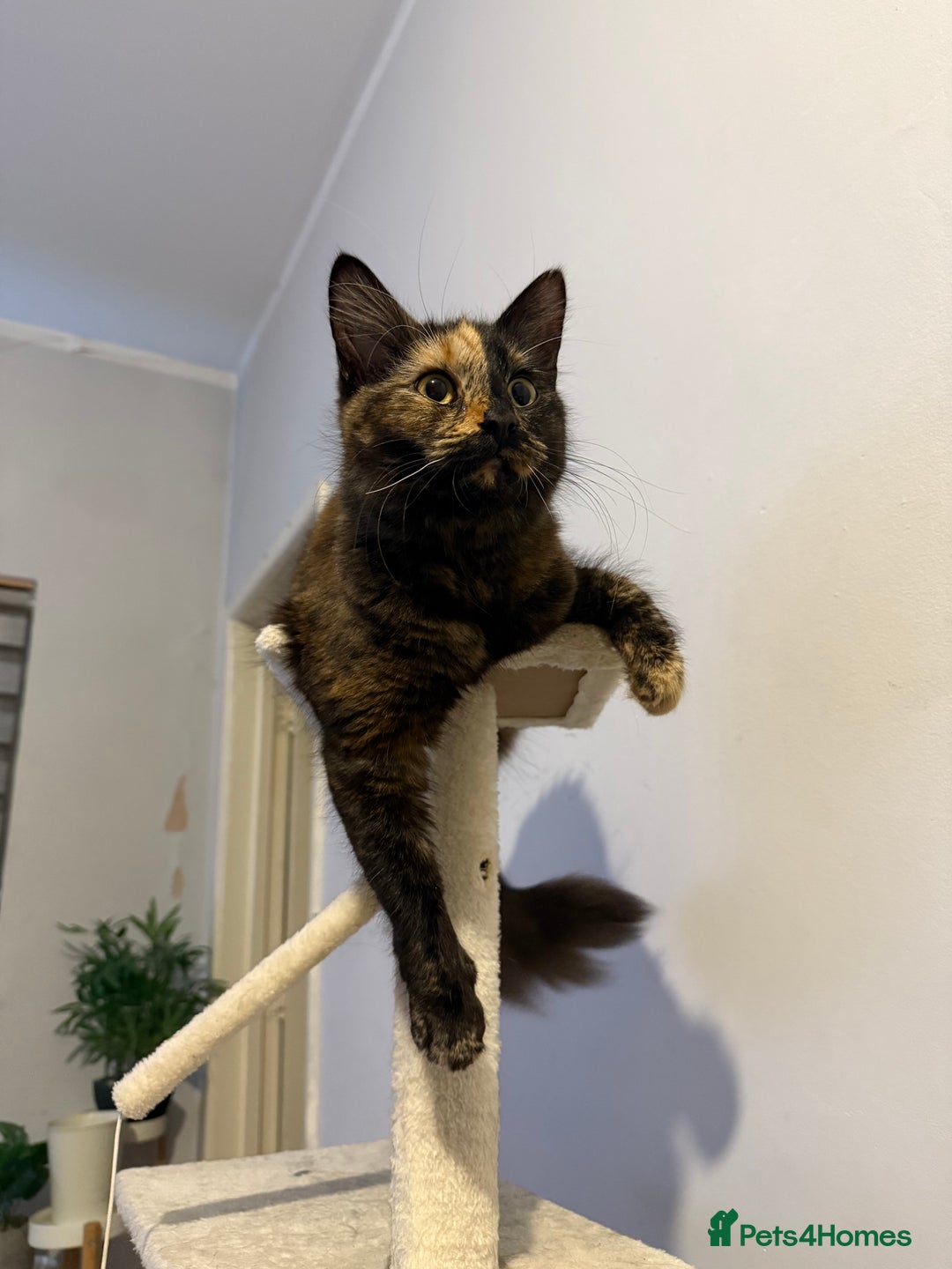 Mixed Breed cats for sale: 3 little girls - Image 10