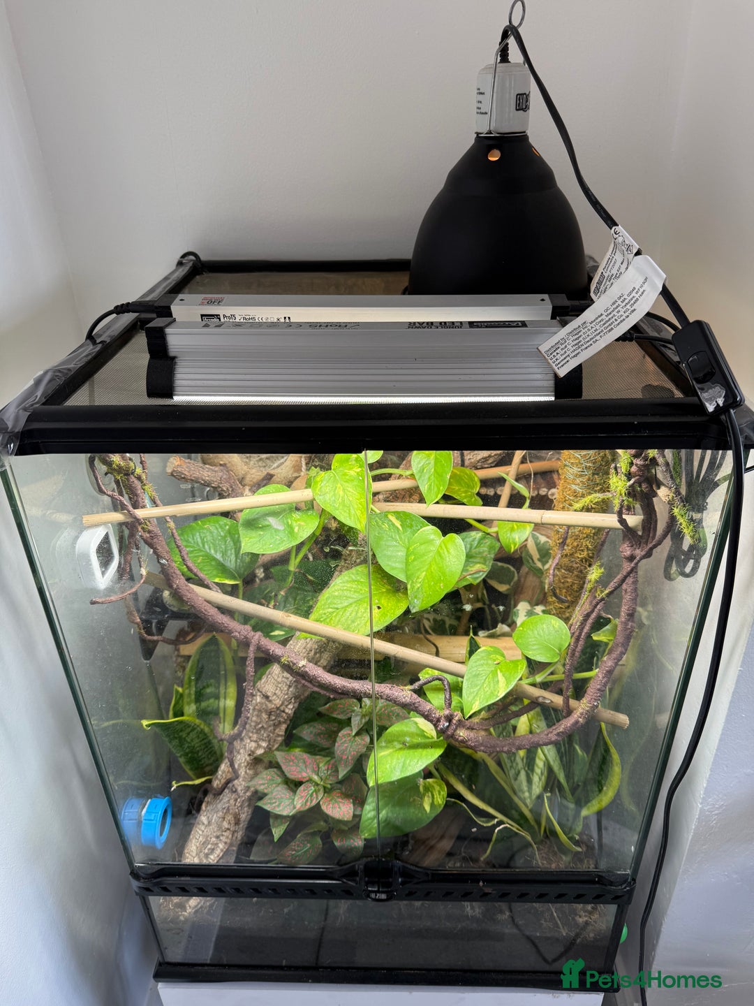 Gecko reptiles for sale: Neon day gecko lizards with full set up!  - Image 3