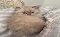 British Shorthair cats for sale: British short hair and Scottish fold  - Image 5