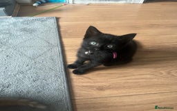 Domestic Shorthair cats for sale: Tabby x kitten in Ripley - Image 5