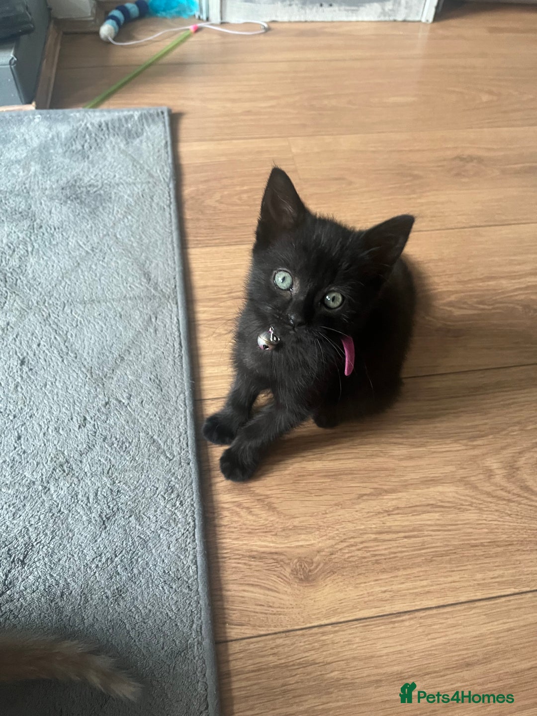 Domestic Shorthair cats for sale: Tabby x kitten in Ripley - Image 5