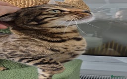 Bengal cats for sale: Bengal boy - Image 2