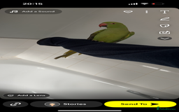 Parakeets birds for sale: Indian ringnecks  - Image 5