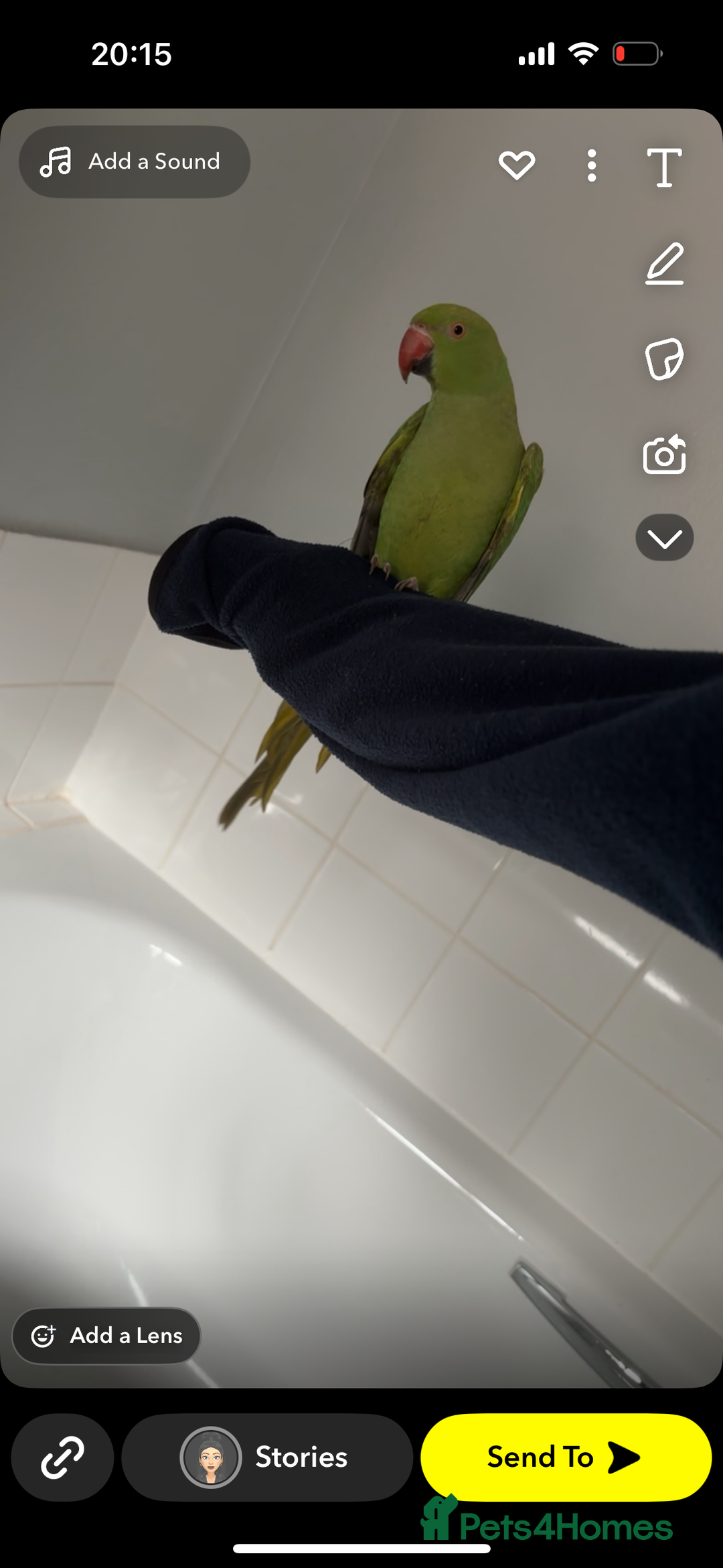 Parakeets birds for sale: Indian ringnecks  - Image 5