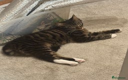 Mixed Breed cats for sale: Beautiful Tabby baby looking for forever home - Advert 1