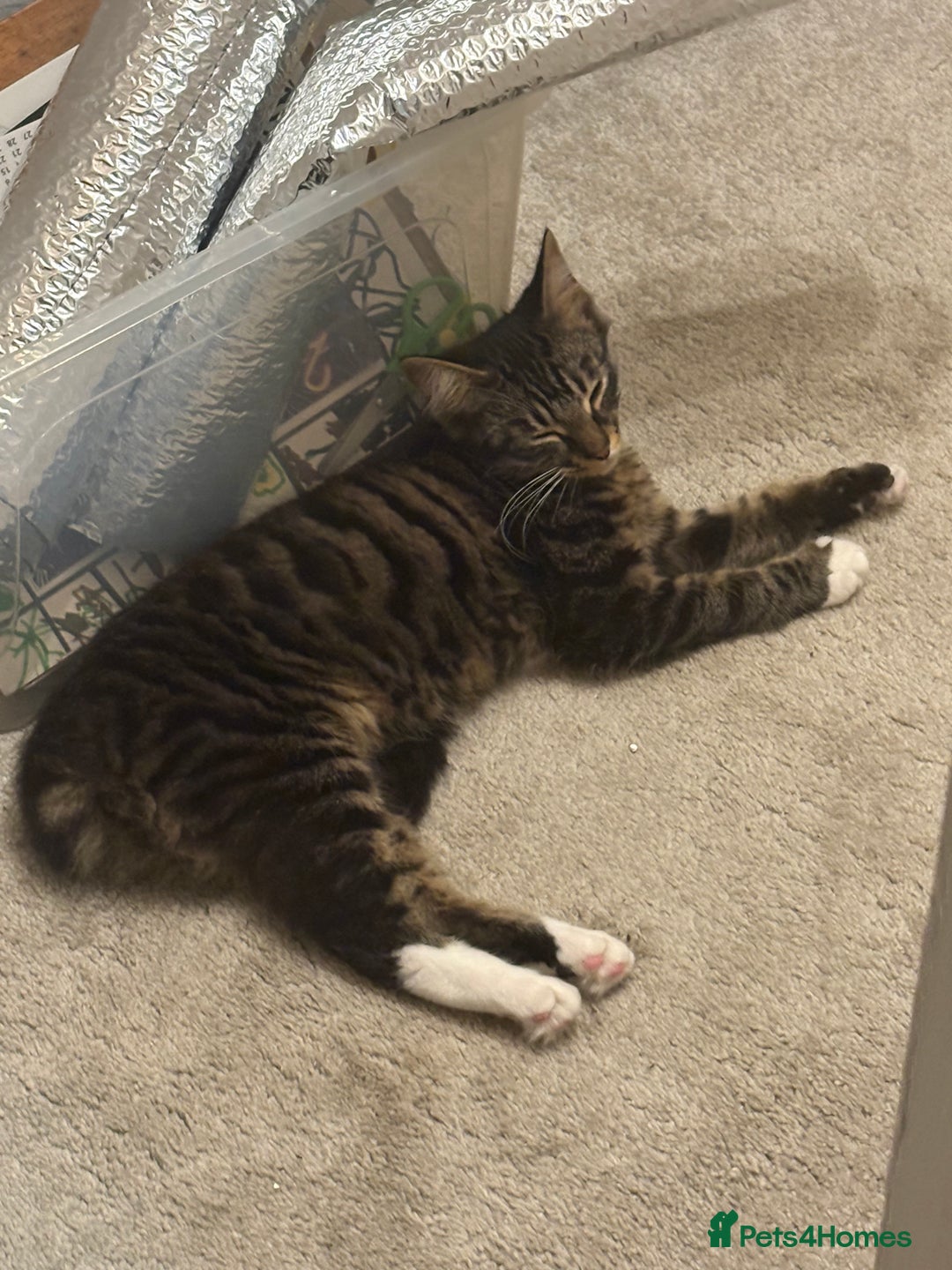 Mixed Breed cats for sale: Beautiful Tabby baby looking for forever home - Advert 1