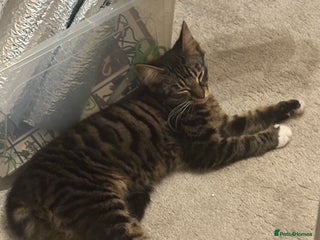 Mixed Breed cats Beautiful Tabby baby looking for forever home - Advert 14