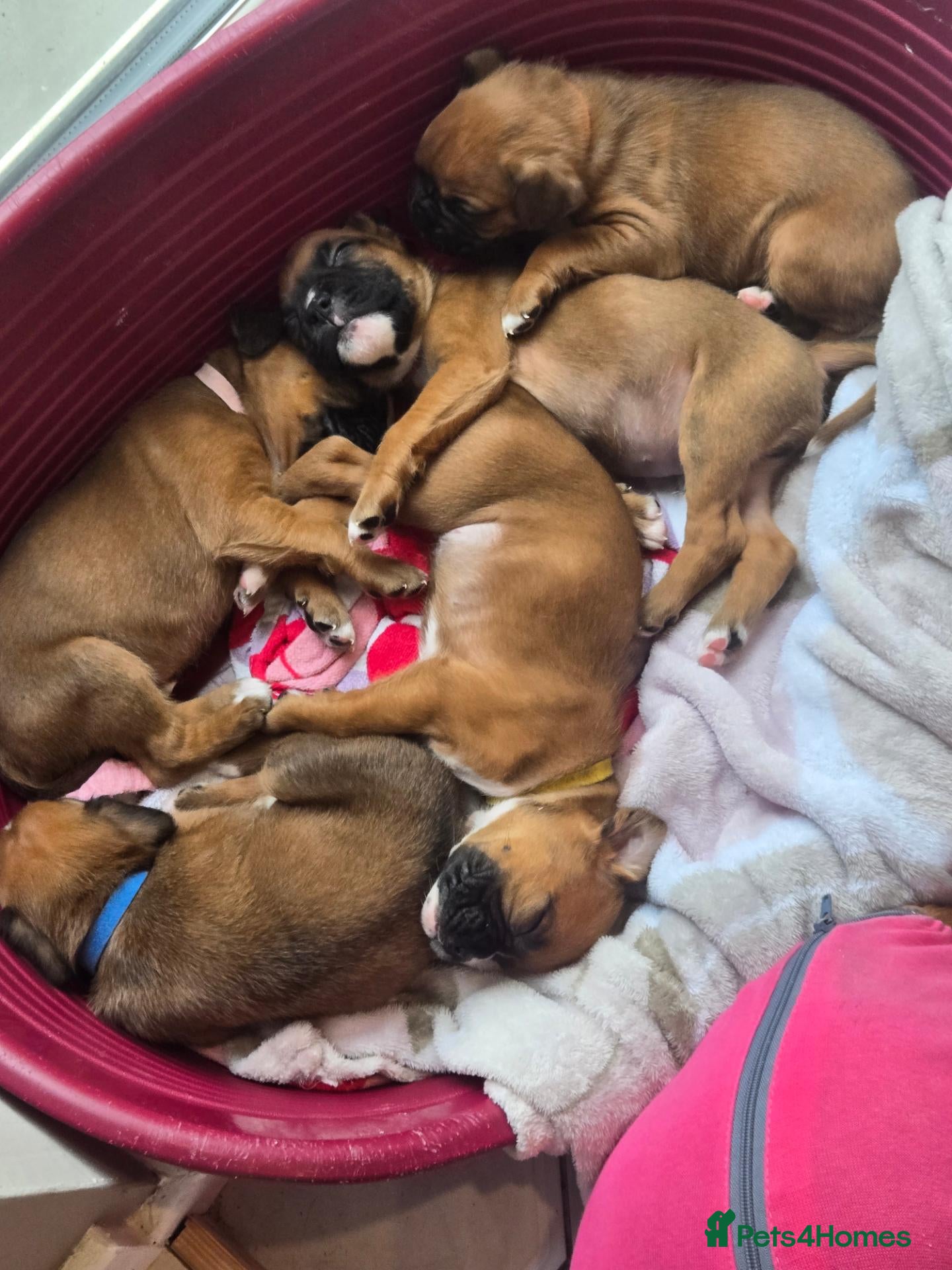 Boxer dogs Gorgeous Red Boxer puppies for sale - Advert 2