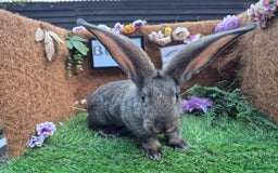 Continental Giant rabbits for sale: Pure Continental Giant Vaccinated  - Image 19