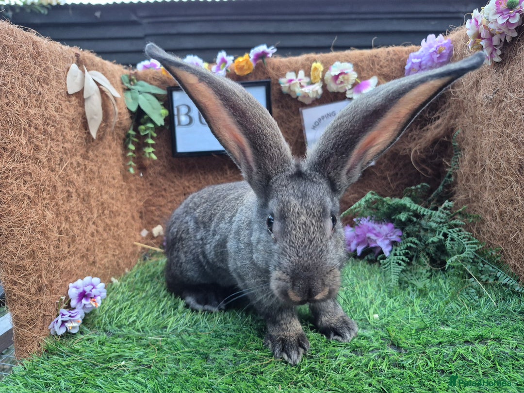 Continental Giant rabbits for sale: Pure Continental Giant Vaccinated  - Image 19